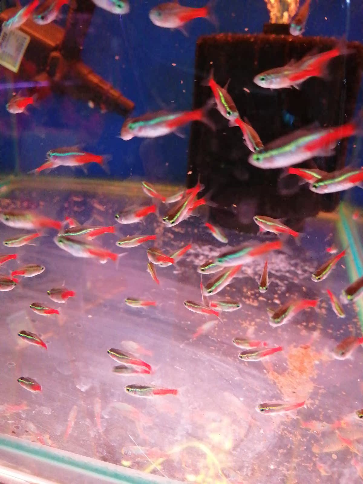 活體熱帶觀賞魚神仙寶蓮燈斑馬淡水金魚苗清道夫孔雀小型紅綠燈科在類目 寵物/寵物食品及用品, 水族世界, 魚中 - 來自Buy2taobao.com提供專業的淘寶代購服務