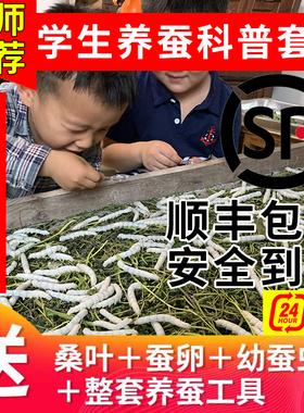 蚕宝宝活体春蚕儿童学生养蚕套装蚕卵幼虫1龄234送工具嫩桑叶鹅毛