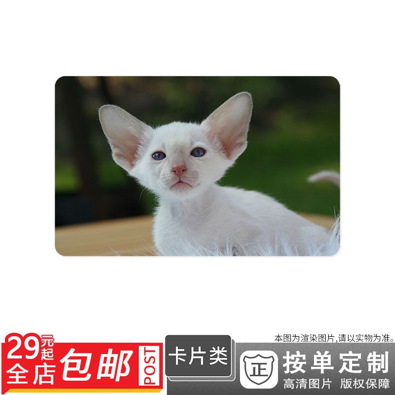 394032 魅力貓好奇小貓暹羅貓動物貓圖片卡貼雙面卡單面卡防曬在類目 個性定製/設計服務/DIY, 其它定製, 其它商品定製中 - 來自Buy2taobao.com提供專業的淘寶代購服務