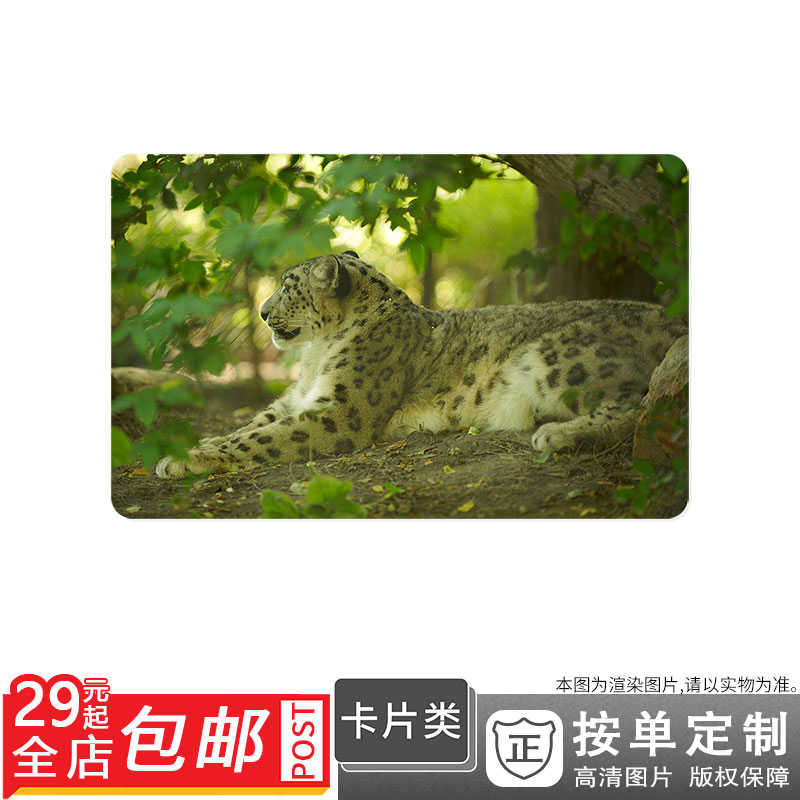 100374298 哺乳动物雪豹阴影的地方休息图片卡贴双面卡单面卡防晒在类目 个性定制/设计服务/DIY, 其它定制, 其它商品定制中 - 来自Buy2taobao.com提供专业的淘宝代购服务