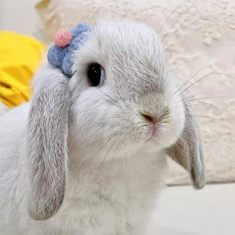 进口基因垂耳兔活物白暹罗小鹿黄霜白宠物兔活体折耳兔寝室宠物