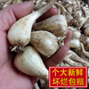 【5斤】新鮮小藠頭交頭去根無葉教頭荞子現挖荞頭蔬菜農家做泡菜 【5斤】新鮮小藠頭交頭去根無葉教頭荞子現挖荞頭蔬菜農家做泡菜