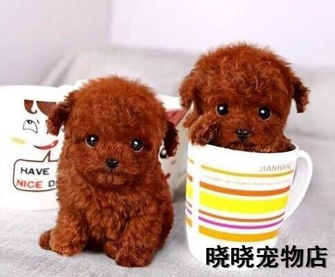 纯种泰迪幼犬泰迪狗活体长不大茶杯犬泰迪犬 贵宾犬宠物狗