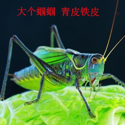 蝈蝈活体 大号青皮绿色 新脱蝈蝈冬蝈蝈 铁皮老人听叫鸣虫