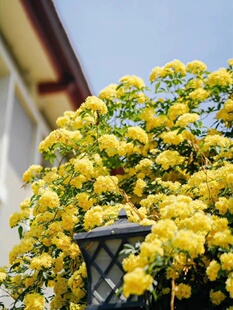 正宗重瓣黄木香花苗爬藤植物庭院别墅花卉多花红蔷薇藤本浓香四季