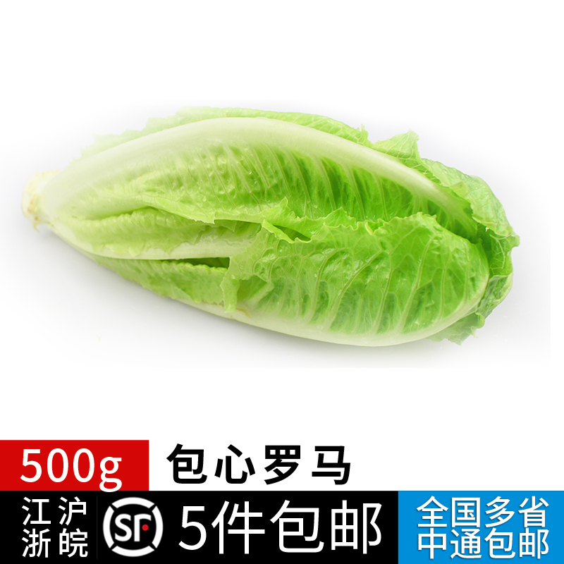 包心罗马生菜500g 黄心罗马罗纹凯撒生菜 西餐沙拉食材 满5件包邮