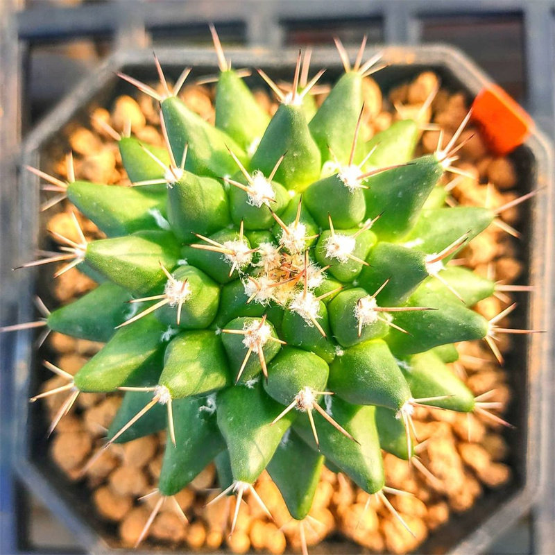 丛蜗 | 实生金刚丸仙人球趣味开花仙人掌多肉植物新手组合小盆栽