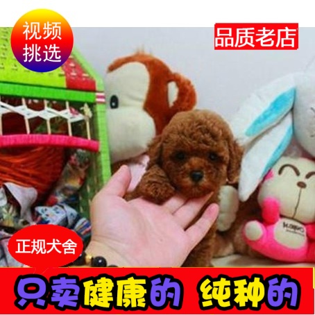 哪里有卖茶杯犬_半个月犬球型茶杯犬白博美图片_茶杯犬 泰迪犬