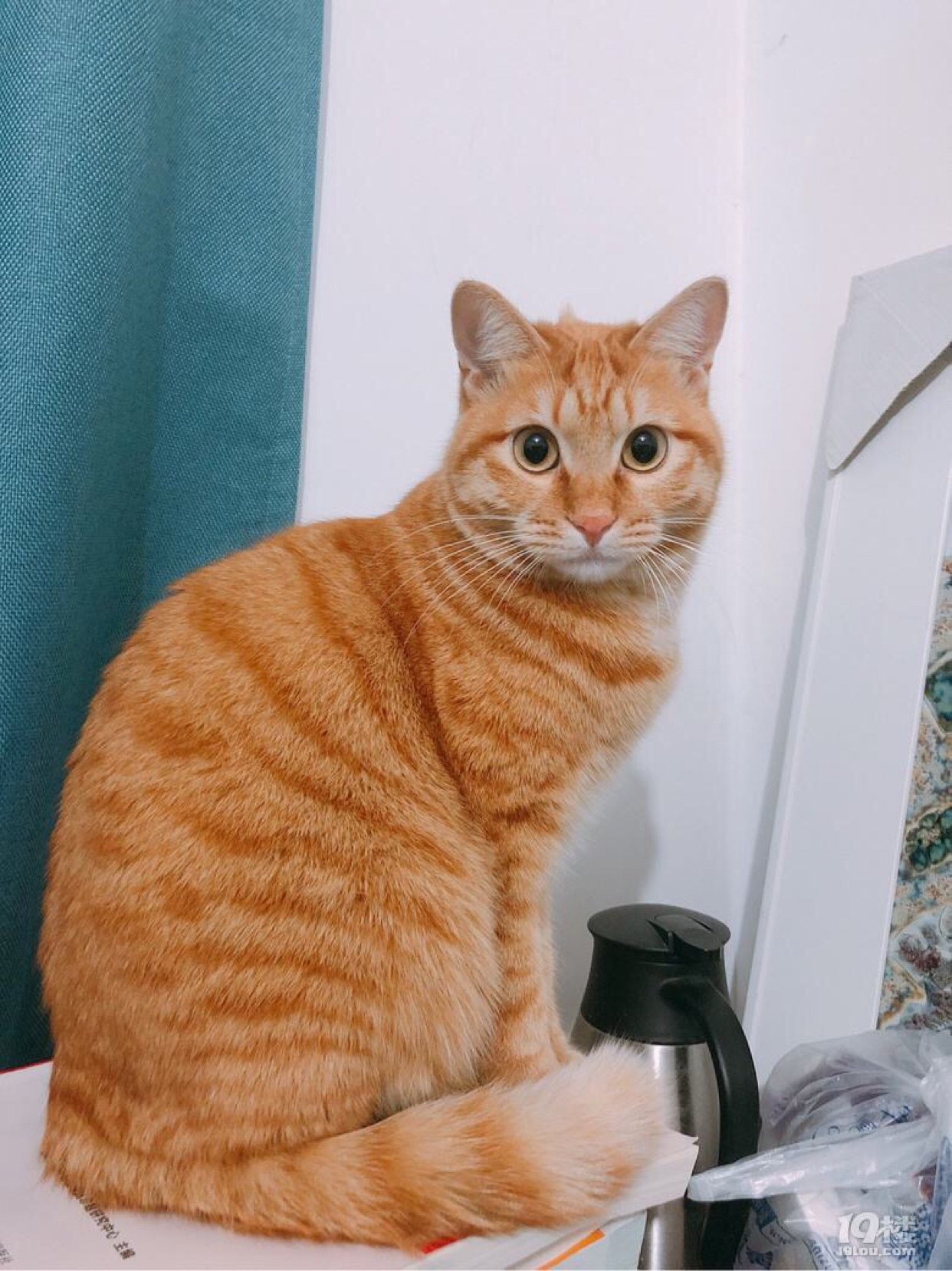 免费无偿领养网红橘猫幼猫胖橘小奶猫活体宠物猫 南通如皋范围