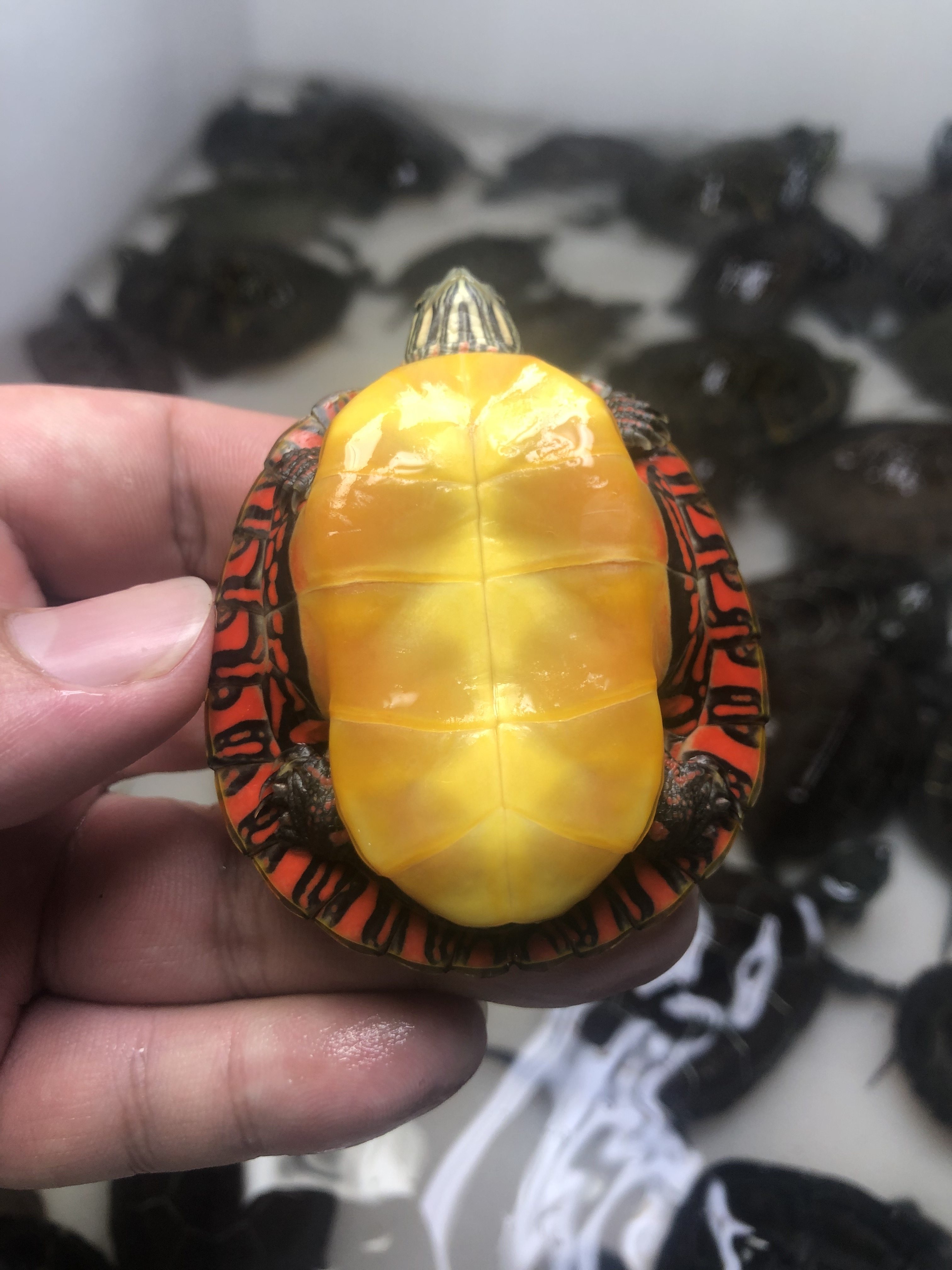 热销宠物龟活体 火焰龟_东锦龟活体美国东部锦龟苗深水龟小乌龟宠物