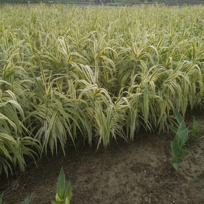 水生花卉水培植物彩葉斑葉金葉花葉蘆葦蘆竹池塘綠化濕地綠化在類目 鮮花速遞/花卉仿真/綠植園藝, 花卉/綠植盆栽(新), 綠植中 - 來自Buy2taobao.com提供專業的淘寶代購服務