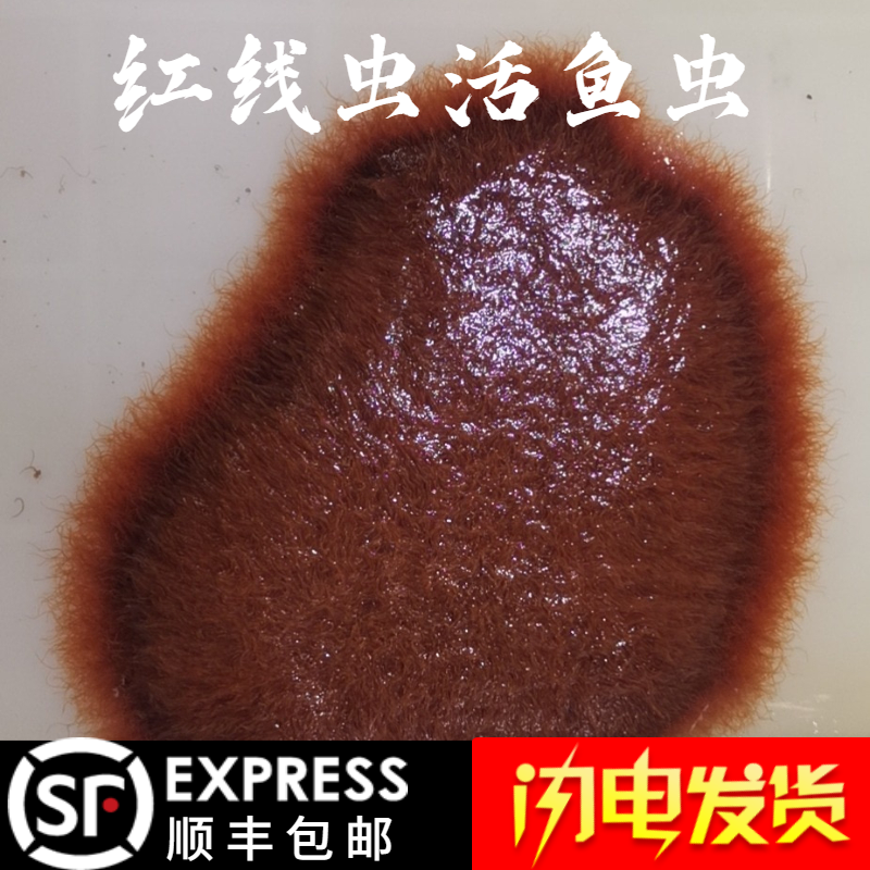 06 25月销56件红线虫活体水蚯蚓热带开口丝虫饵料22.
