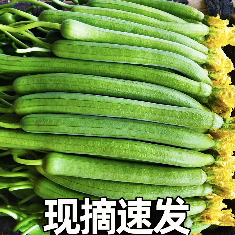 丝瓜新鲜5斤绿瓜山东寿光蔬菜鲜嫩绿皮丝瓜农家自种青瓜批发包邮