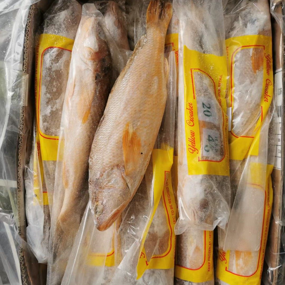 大黄花鱼黄鱼大黄鱼生鲜新鲜大黄鱼冰鲜海鱼新鲜冷冻黄花鱼鲜活