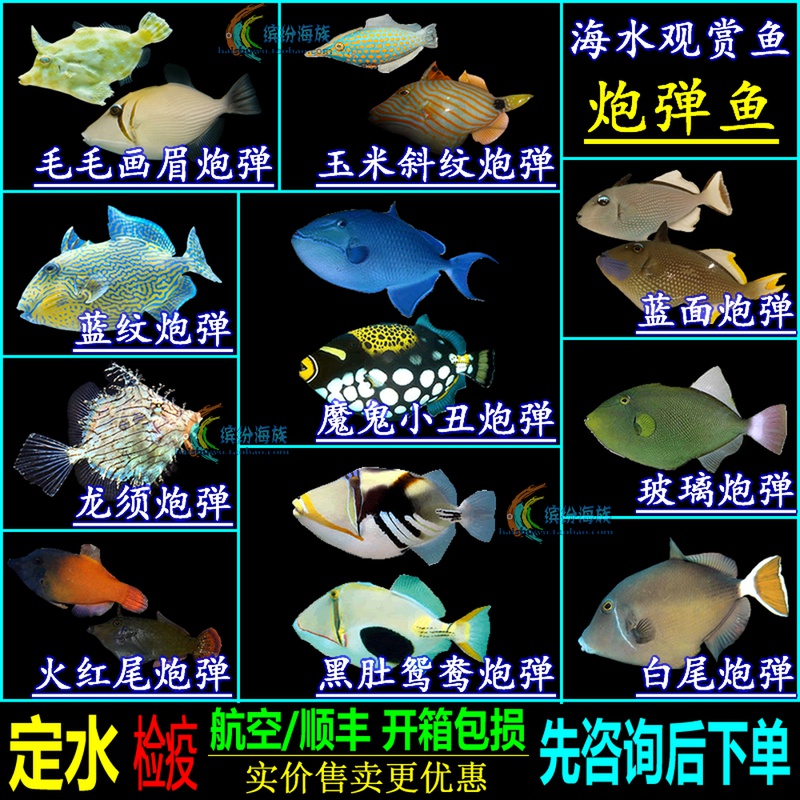 黑肚炮弹鱼_黑斑炮弹鱼_布尔萨炮弹鱼_毒吻棘鲀_毒锉鳞鲀百科图片
