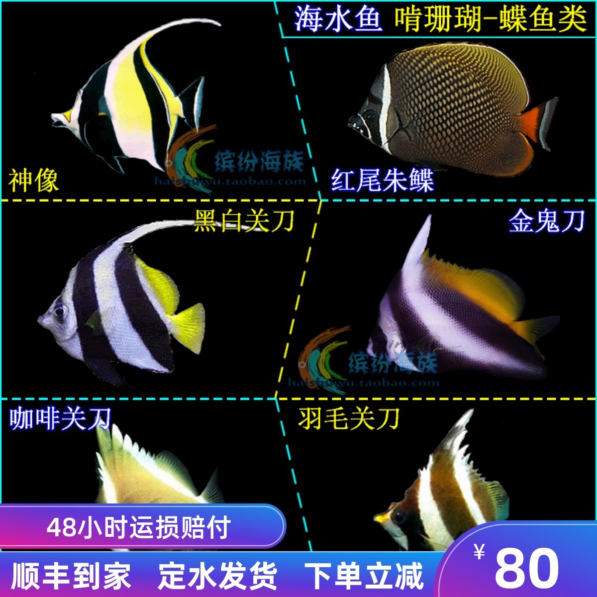 羽毛关刀蝶鱼_羽毛刀鱼_南洋关刀鱼_黄口马夫鱼_金口马夫鱼百科图片