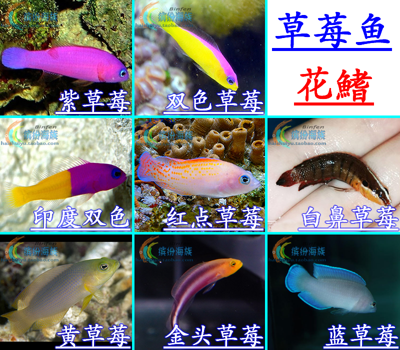 热卖活体海水印度双色红点白鼻黄金蓝紫草莓鱼