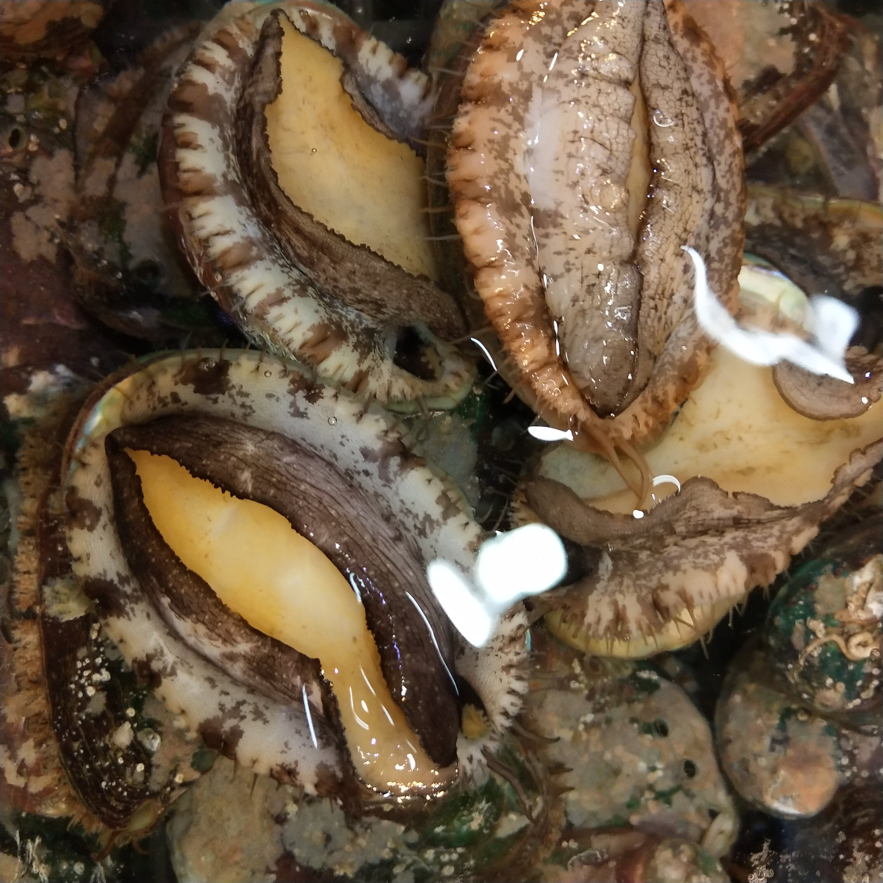 鲍鱼鲜活15头青岛本地野生大鲍新鲜海鲜水产鲍鱼