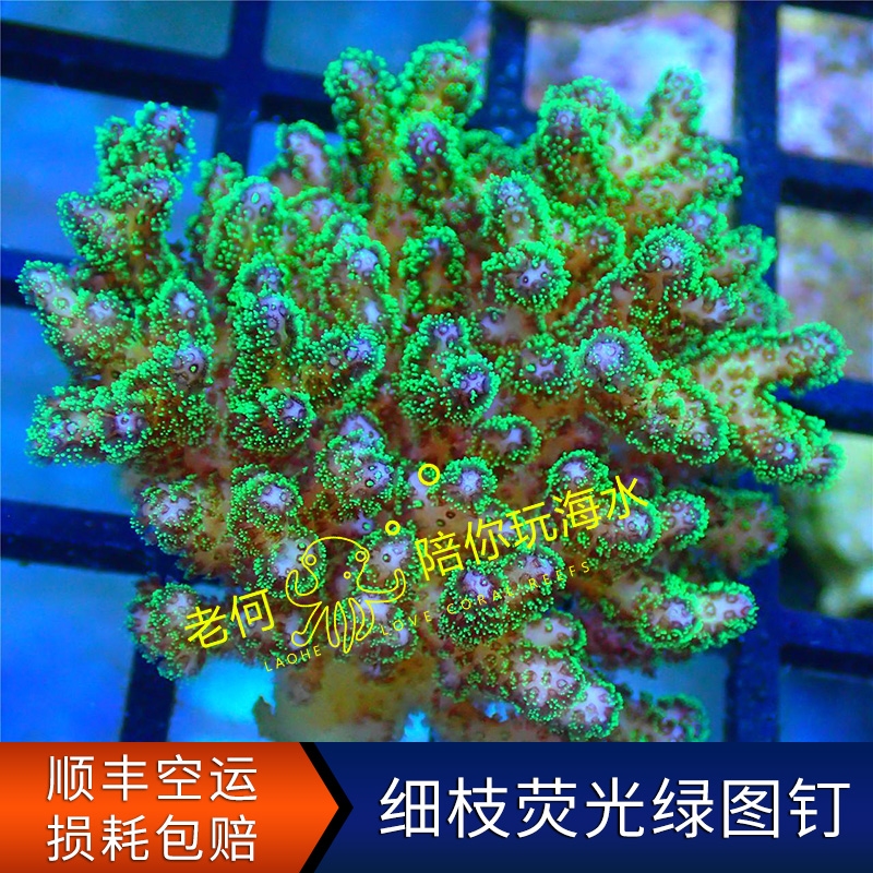 细枝荧光绿图钉 印尼P属珊瑚断枝断肢断支 人工LPS SPS硬骨珊瑚在类目 宠物/宠物食品及用品, 水族世界, 其它水族宠物中 - 来自Buy2taobao.com提供专业的淘宝代购服务