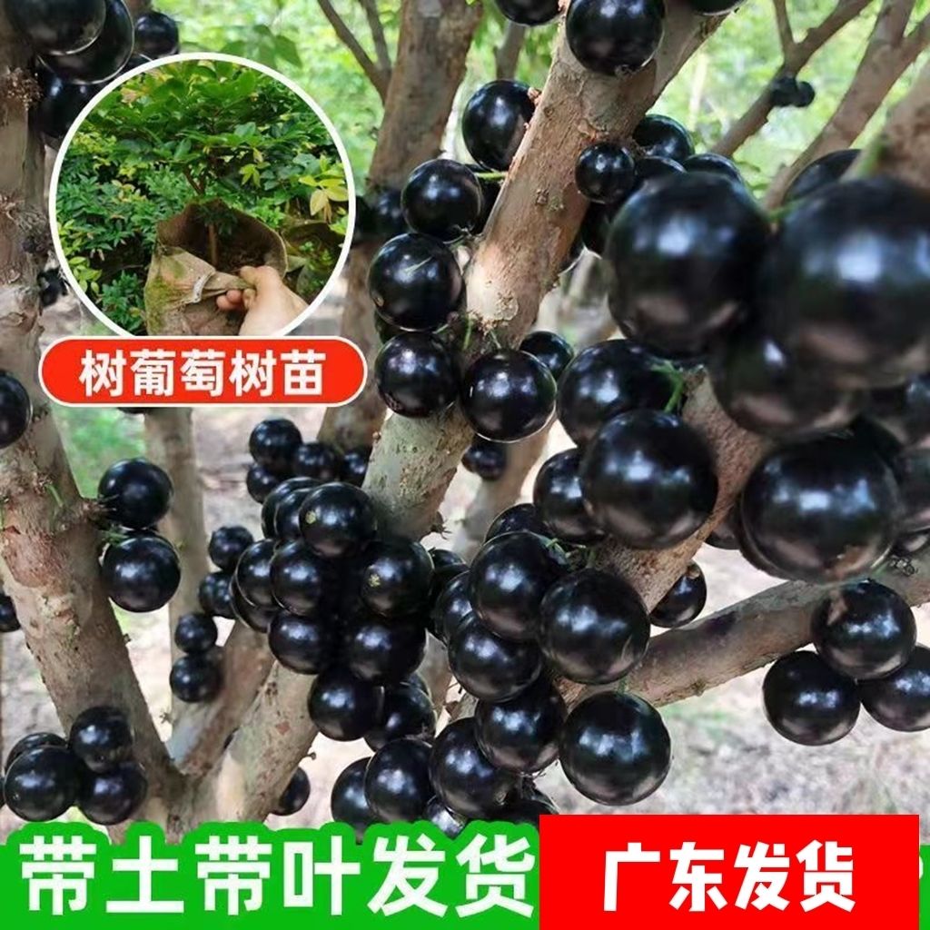 沙巴嘉宝果树果苗福岗树葡萄苗果树庭院名贵南北方种植盆栽带土发