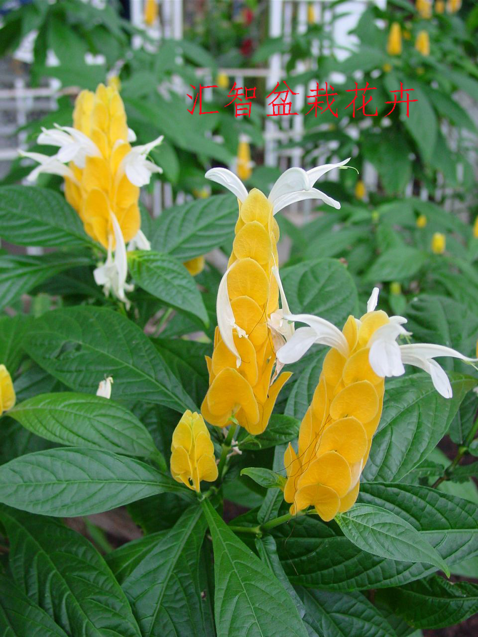 室内常绿阳台庭院常年开花植物黄虾花金苞花盆栽带土易养花卉耐种