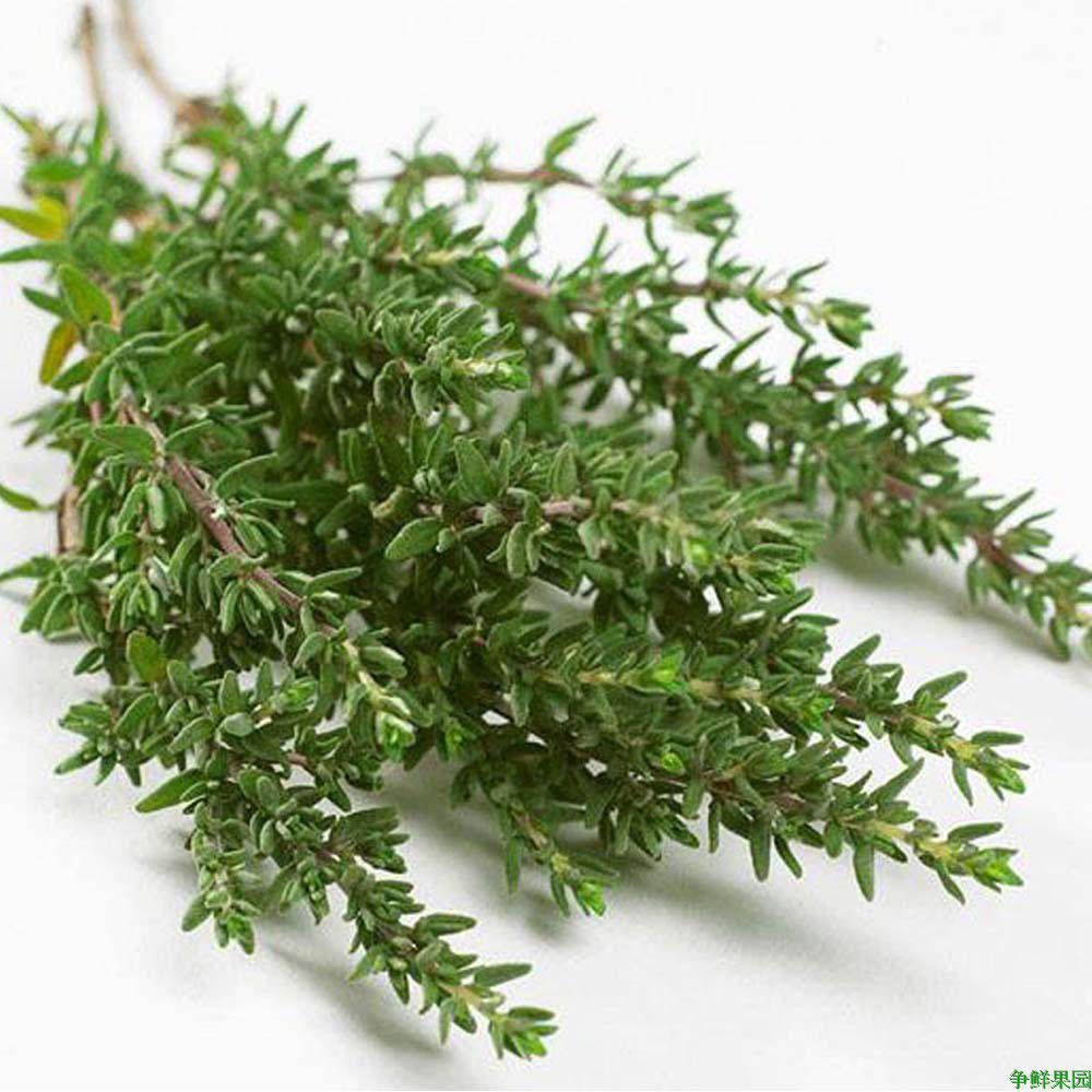 新鲜蔬菜 新鲜百里香 thyme 麝香草 西餐香草 100g/份 顺丰快递