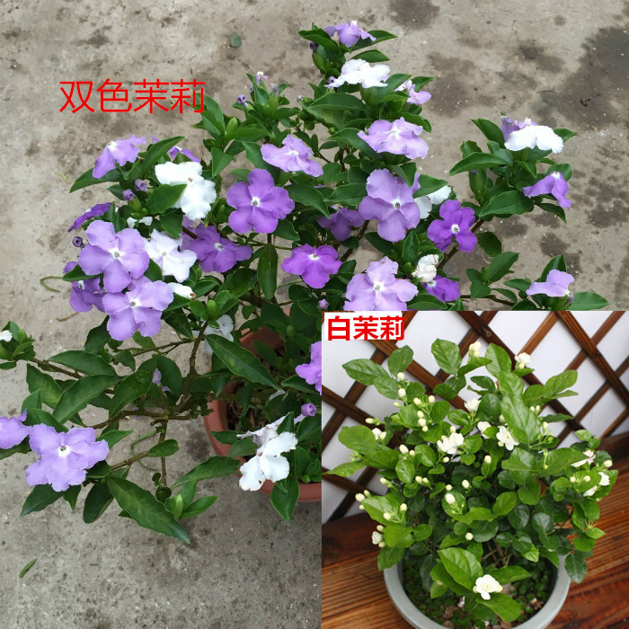 茉莉花盆栽花卉驱蚊观花植物室内花芳香净化空气吸甲醛花花草草在类目 鲜花速递/花卉仿真/绿植园艺, 花卉/绿植盆栽(新), 花卉中 - 来自Buy2taobao.com提供专业的淘宝代购服务