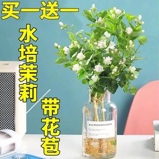 水培茉莉花盆栽带花苞办公室内好养绿植驱蚊植物九里香四季开花卉