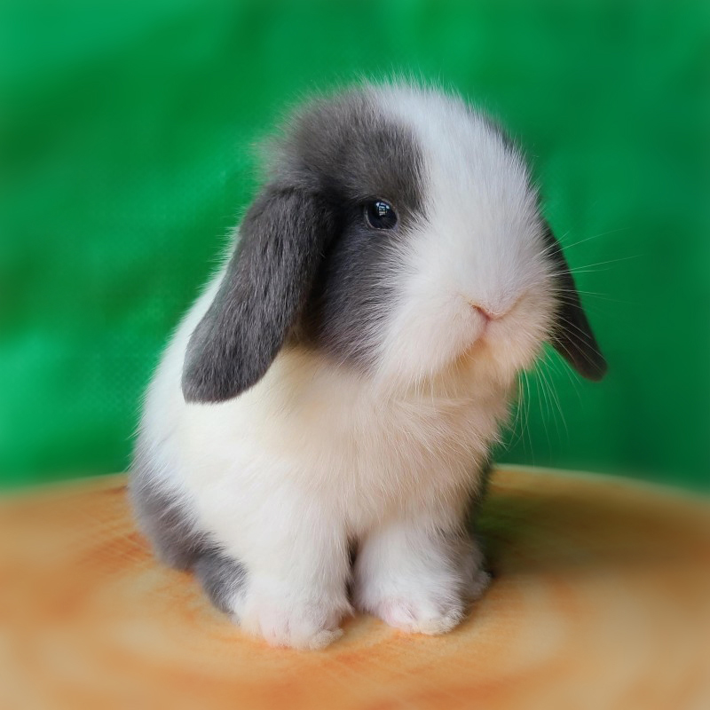 垂耳兔子活物灰白道奇垂耳兔迷你宠物兔纯种荷兰短毛折耳兔活体