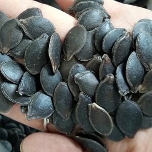 黑南瓜子仁图片
