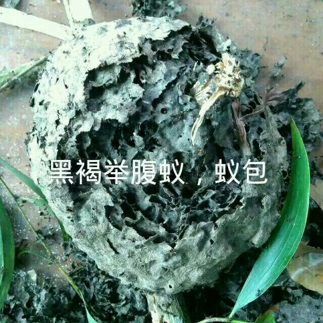 黑褐举腹蚁大蚁包举腹蚁蚂蚁活体