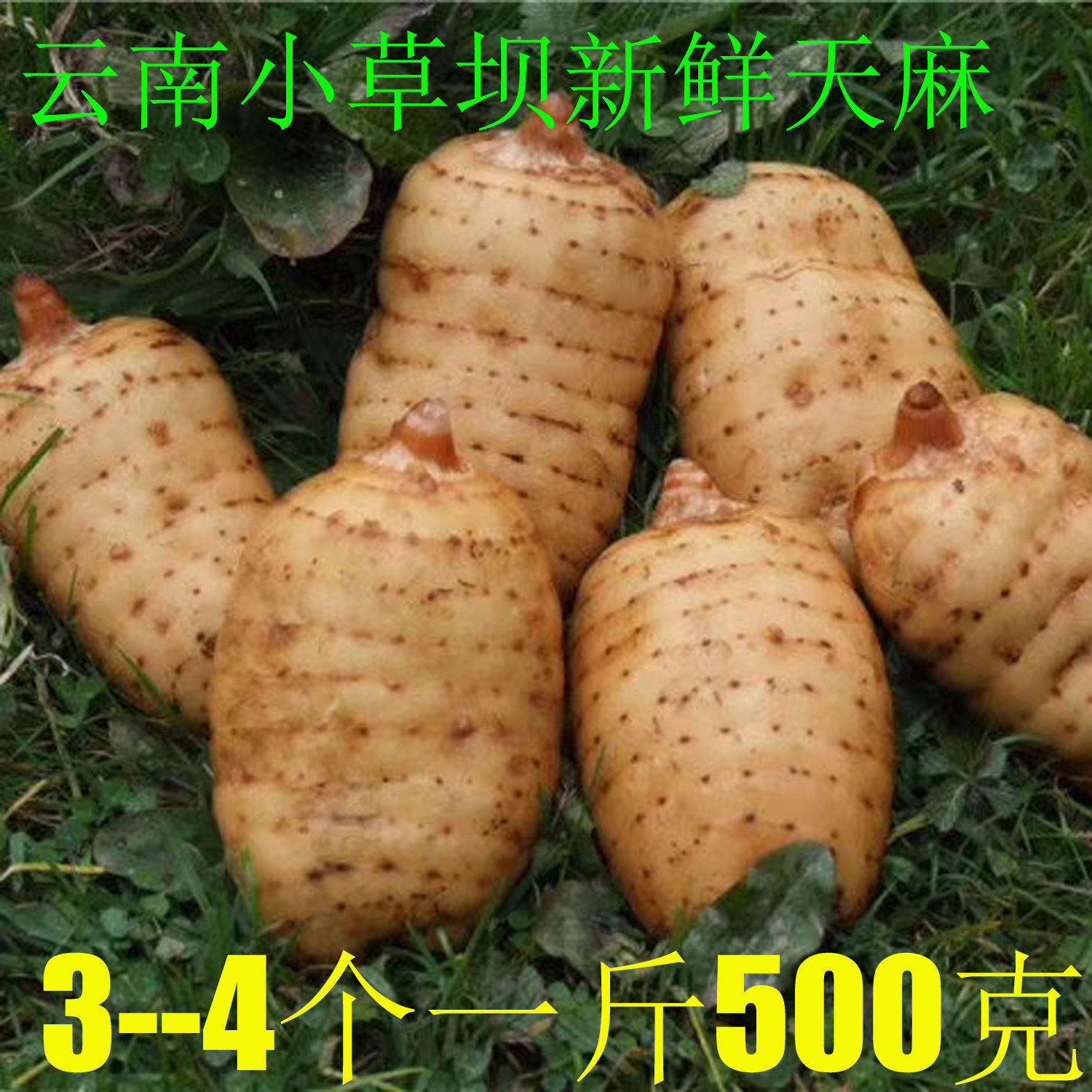 云南昭通新鲜天麻新鲜天麻小草坝野生天麻500克包邮一斤3--4个