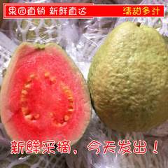 台湾红心芭乐番石榴珍珠芭乐包邮果园直销新鲜水果5斤装特价包邮