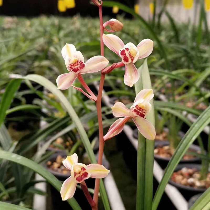 带花苞兰花苗四季兰建兰 花仙子 荷塘仙子荷型水仙瓣叶姿飘逸绿植