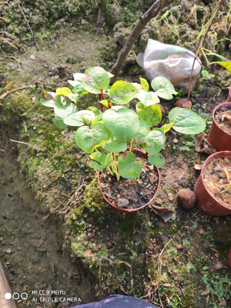 洛神花树苗盆栽四季种易活庭院阳台绿植玫瑰茄可泡茶红桃k盆栽