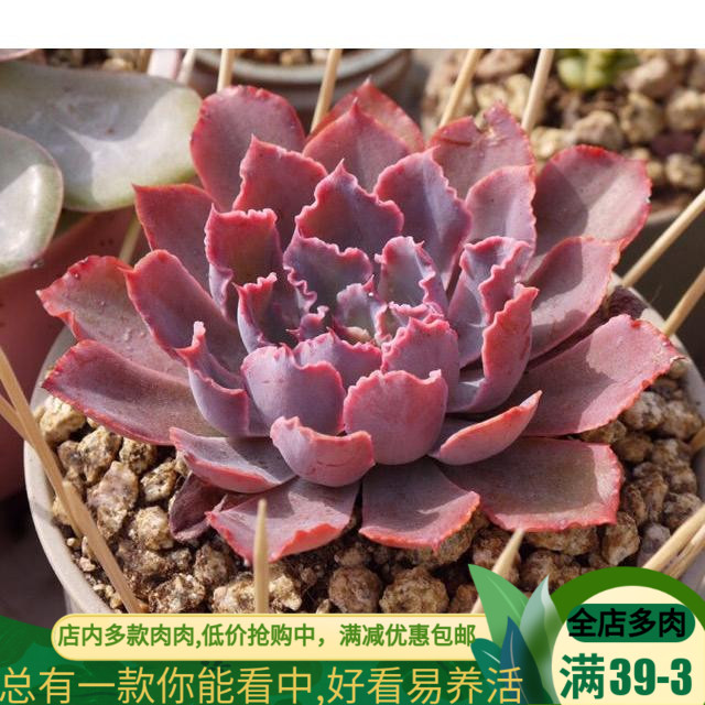 多肉植物 晚霞之舞 盆栽绿植在类目 鲜花速递/花卉仿真/绿植园艺, 花卉/绿植盆栽(新), 多肉植物中 - 来自Buy2taobao.com提供专业的淘宝代购服务