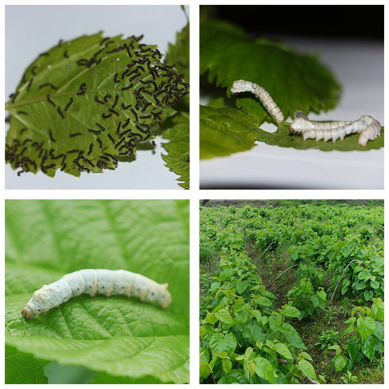 蚕宝宝套装自然桑树叶工具清洁网供卵籽饲养盒 7.