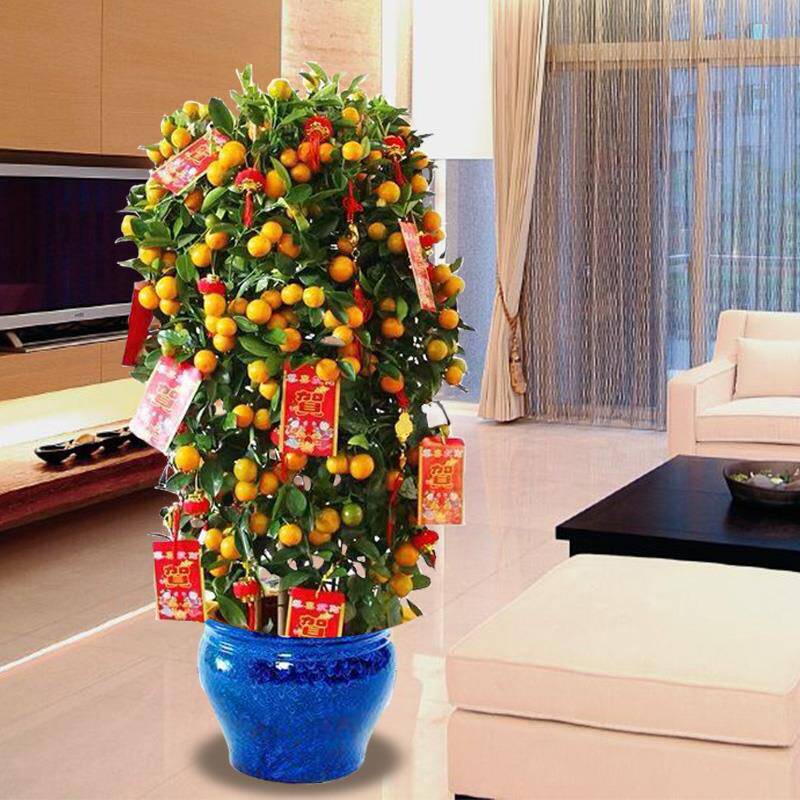 金桔盆栽客厅