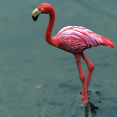 美国玩具Safari正品鸟类动物模型红鹳 火烈鸟 欧美教具 欧盟认证