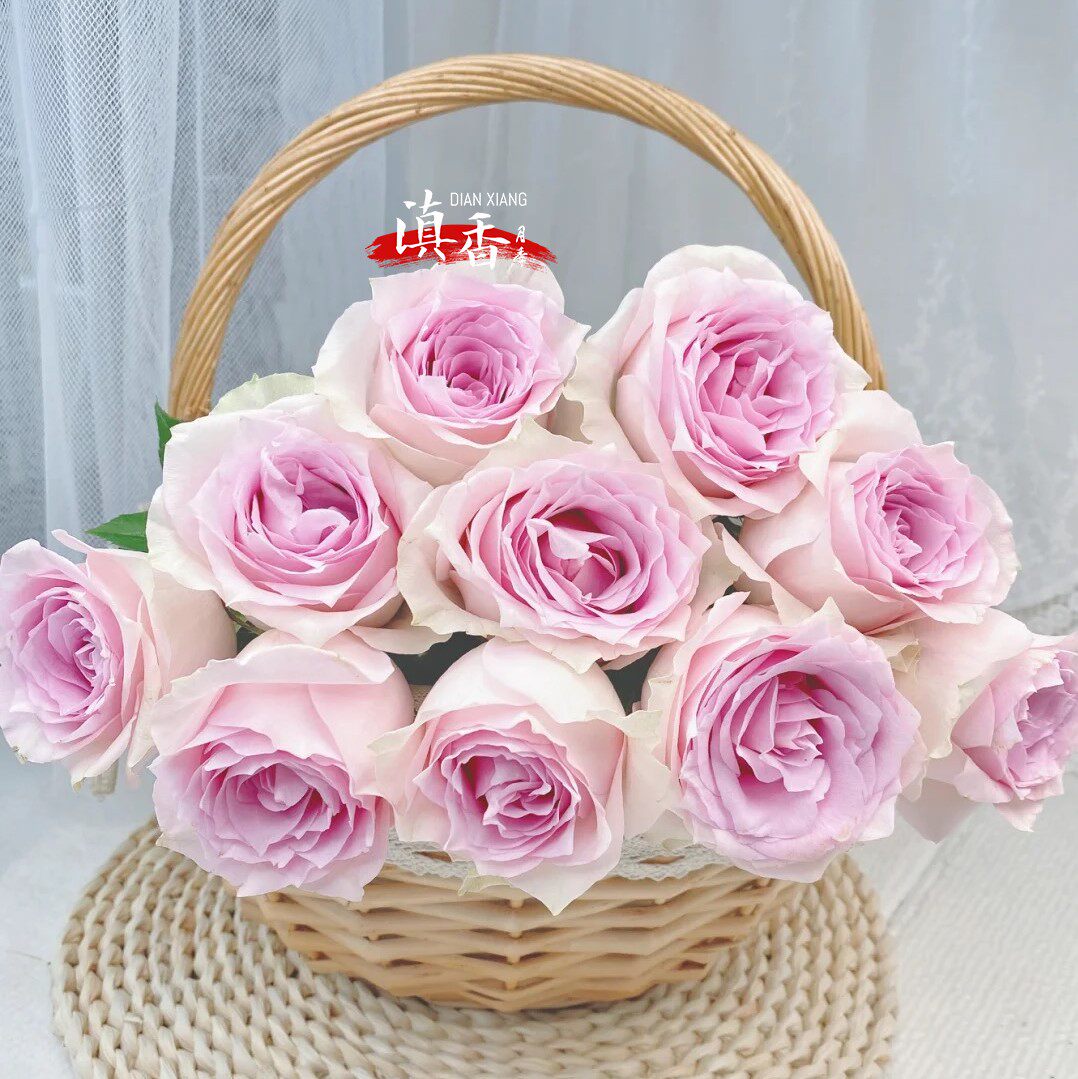 一折切花月季云南_粉钻云南少有切花玫瑰花苗四季开大花抗病耐晒直立