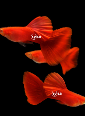 孔雀鱼活体纯种精品大背血红全红凤尾鱼观赏鱼热带鱼自家繁殖宠物