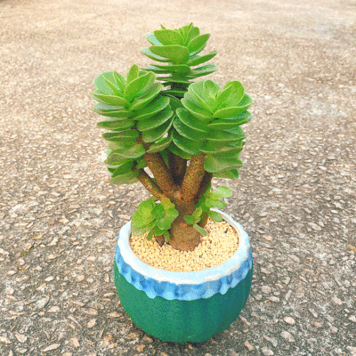 多肉植物金钱木大老桩【金钱木老桩 陶瓷花盆 营养土