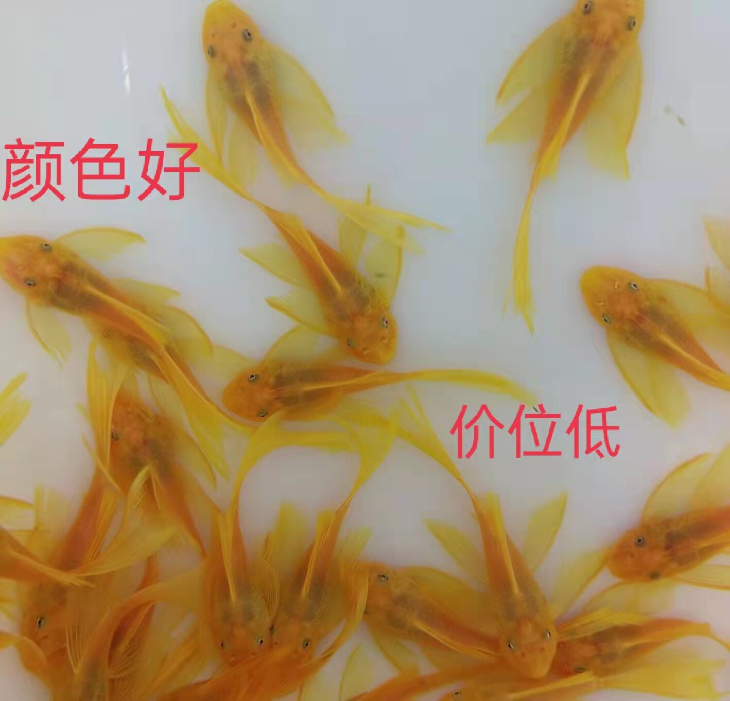 黄金胡子大帆鱼苗雪花迷彩胡子大帆种鱼观赏鱼清道夫除藻工具鱼
