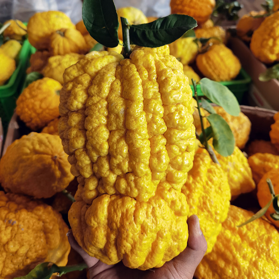 云南新鲜水果 新鲜香橼 香橼果新鲜香橼香橼佛手香园 香橼干片1斤