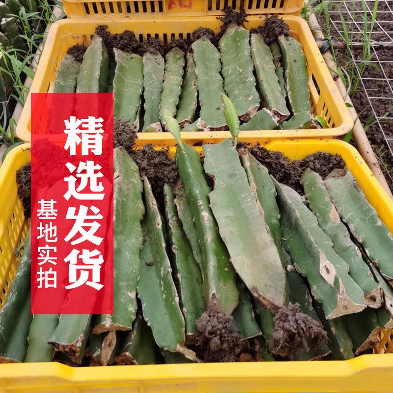 火龙果苗盆栽红肉台湾特大嫁接黄皮燕窝果苗金都一号火龙果苗