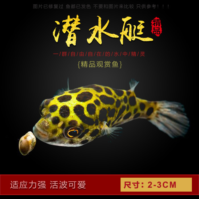 淡水巧克力娃娃除螺能手金娃娃潜水艇河豚热带观赏鱼容易养殖包活在类目 宠物/宠物食品及用品, 水族世界, 鱼中 - 来自Buy2taobao.com提供专业的淘宝代购服务