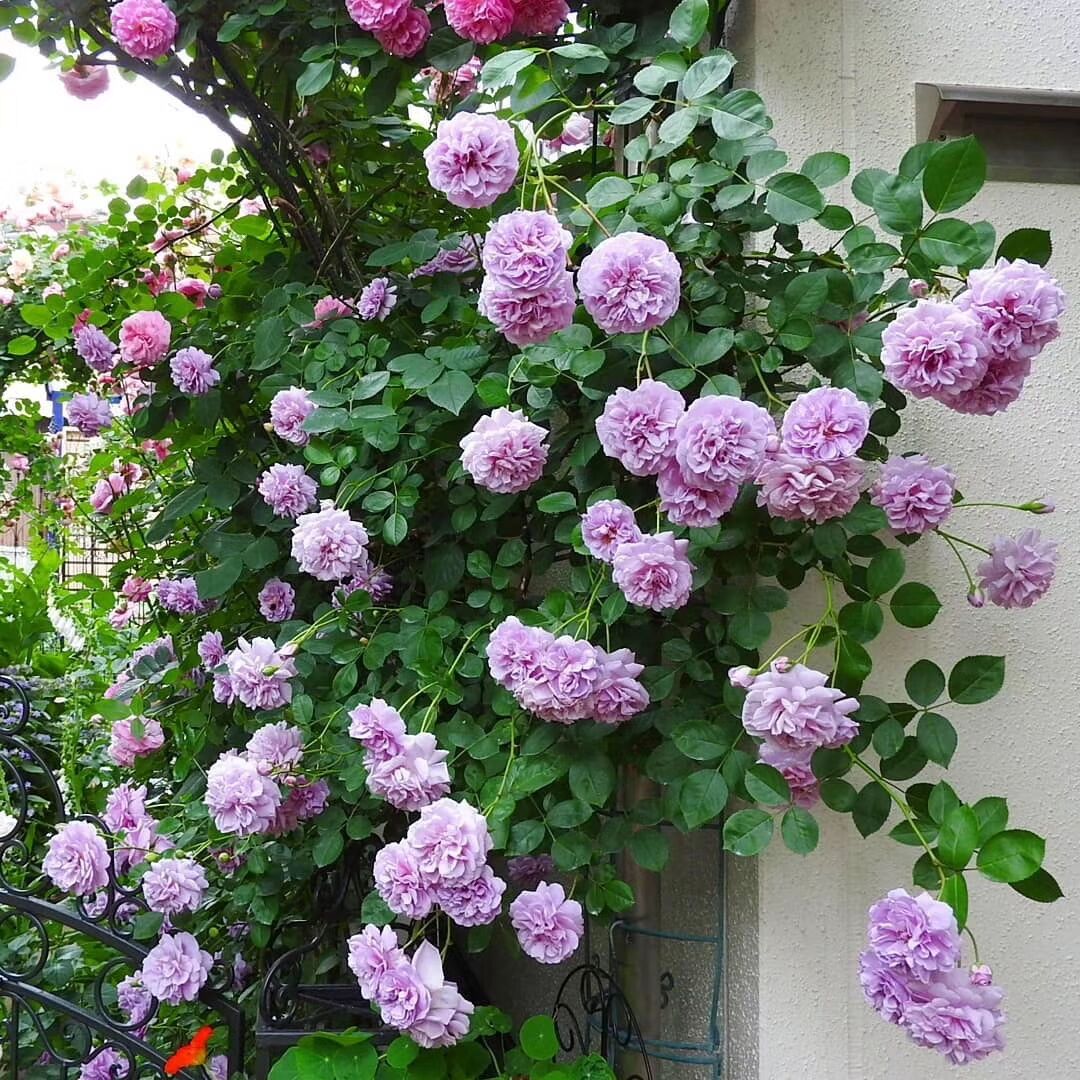 蓝色阴雨 阳台庭院天台种植月季多季节开花花园盆栽