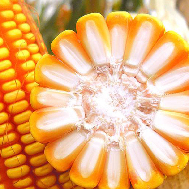 迪卡008抗倒矮杆玉米高产种子