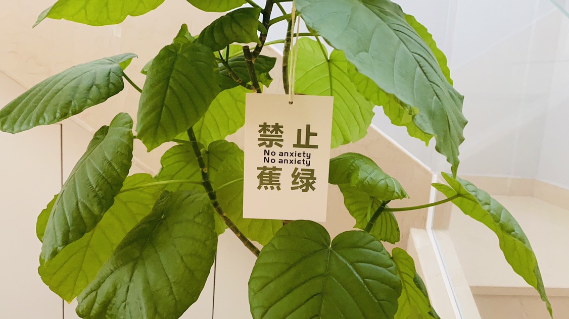 禁止蕉绿吊牌挂饰马醉木吊钟挂件植物挂件小饰品免打孔在树下卡片