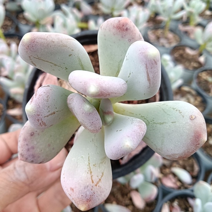 稻田姬 拍一发二  淘花多肉 植物 满18元包邮 云南昆明